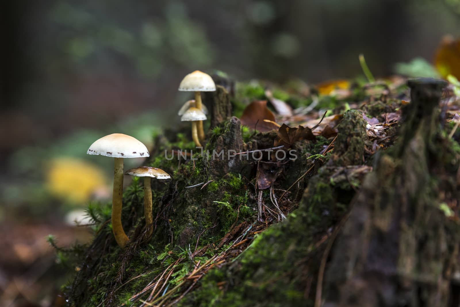 fungus on green moss during autumn by compuinfoto