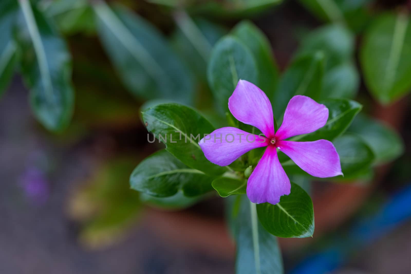 Periwinkle (Vinca minor) a summer flower is a genus of flowering plants in the family Apocynaceae