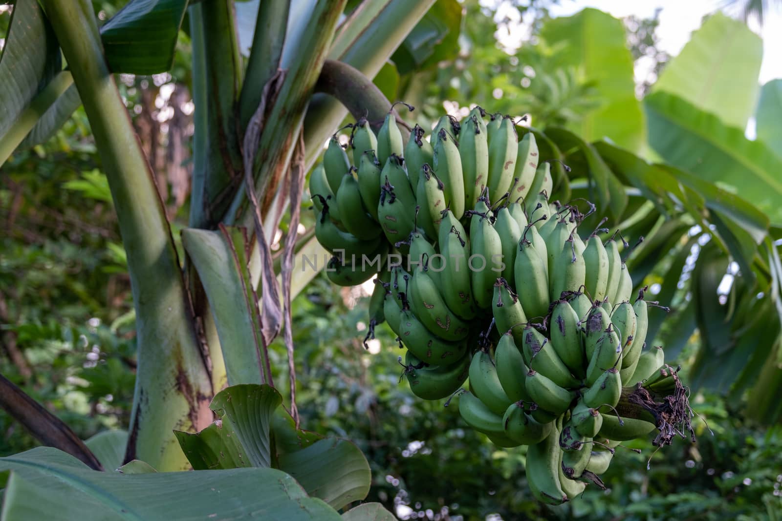 The Banana on tree. Banana tree with green banana. Not riped banana on tree by peerapixs