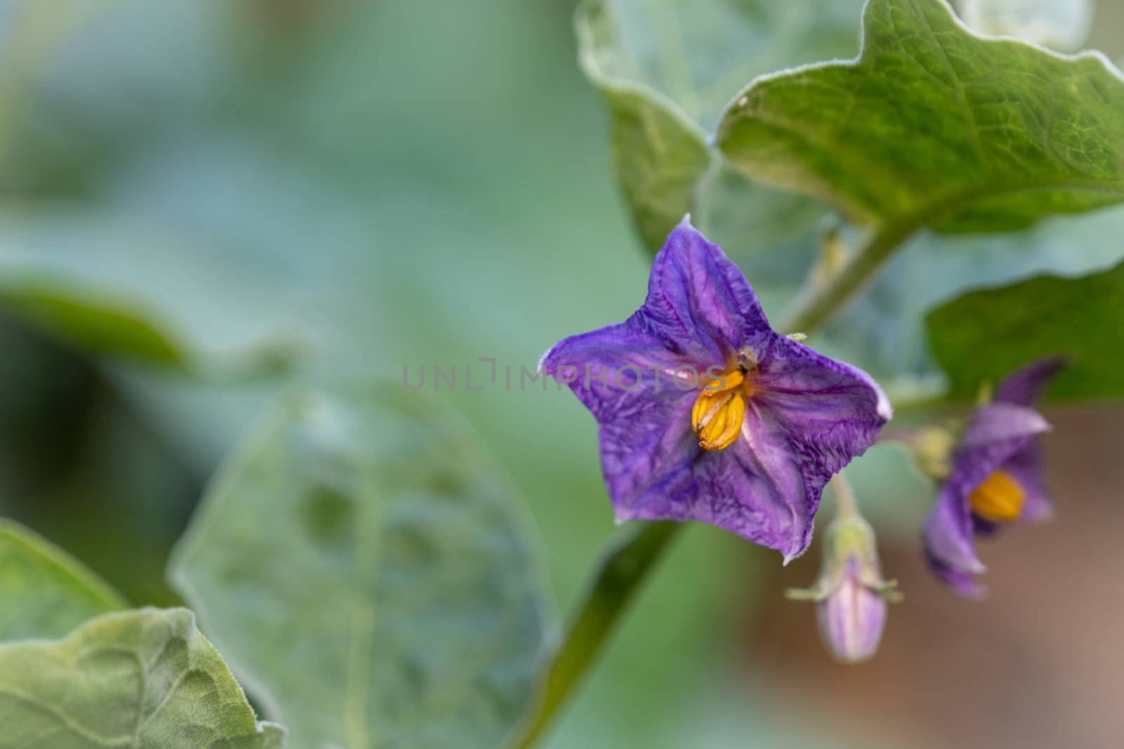 The Select focus Close up Thai Eggplant with flower on green leaf and tree with blur background by peerapixs