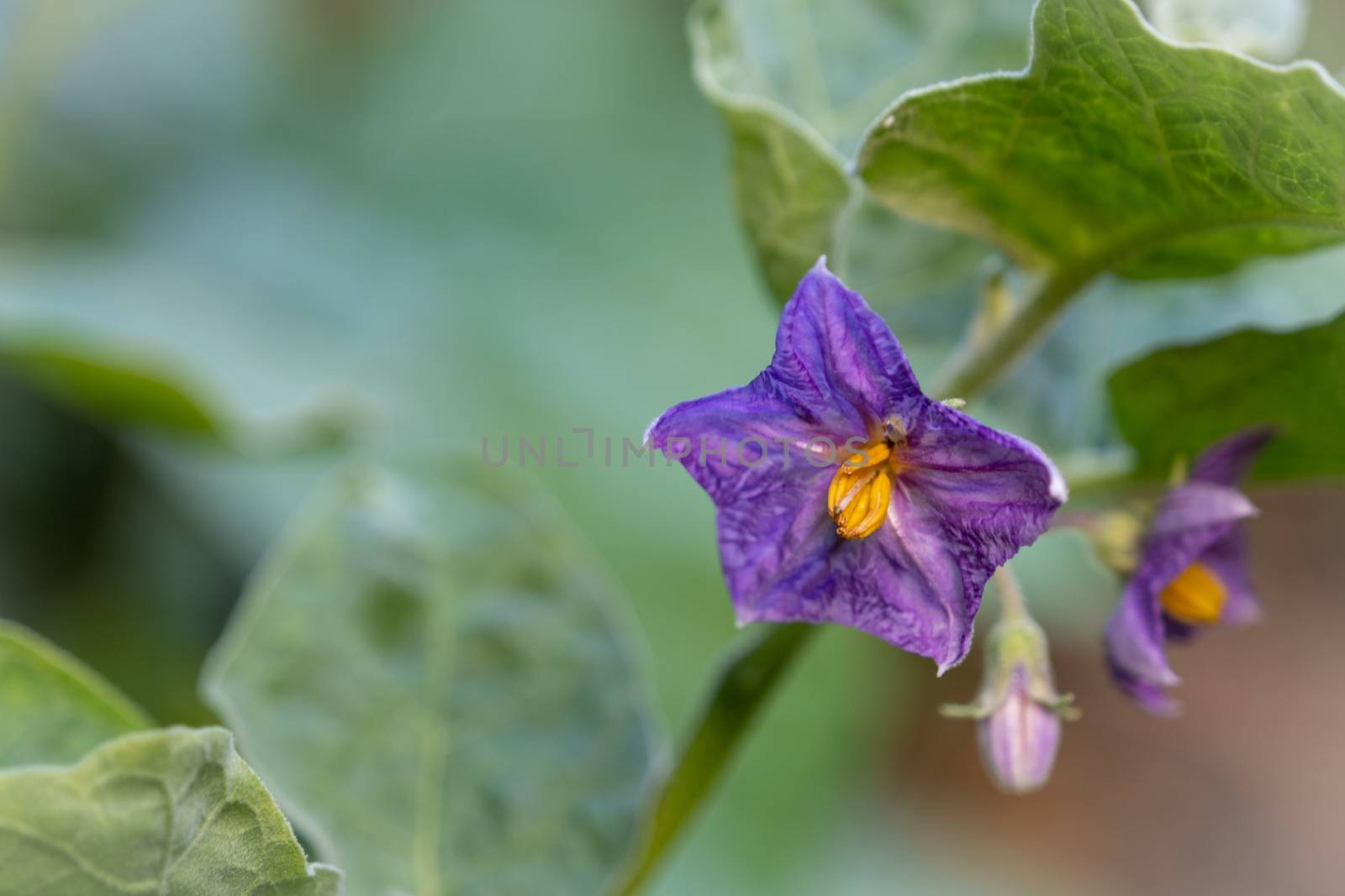 Select focus Close up Thai Eggplant with flower on green leaf and tree with blur background