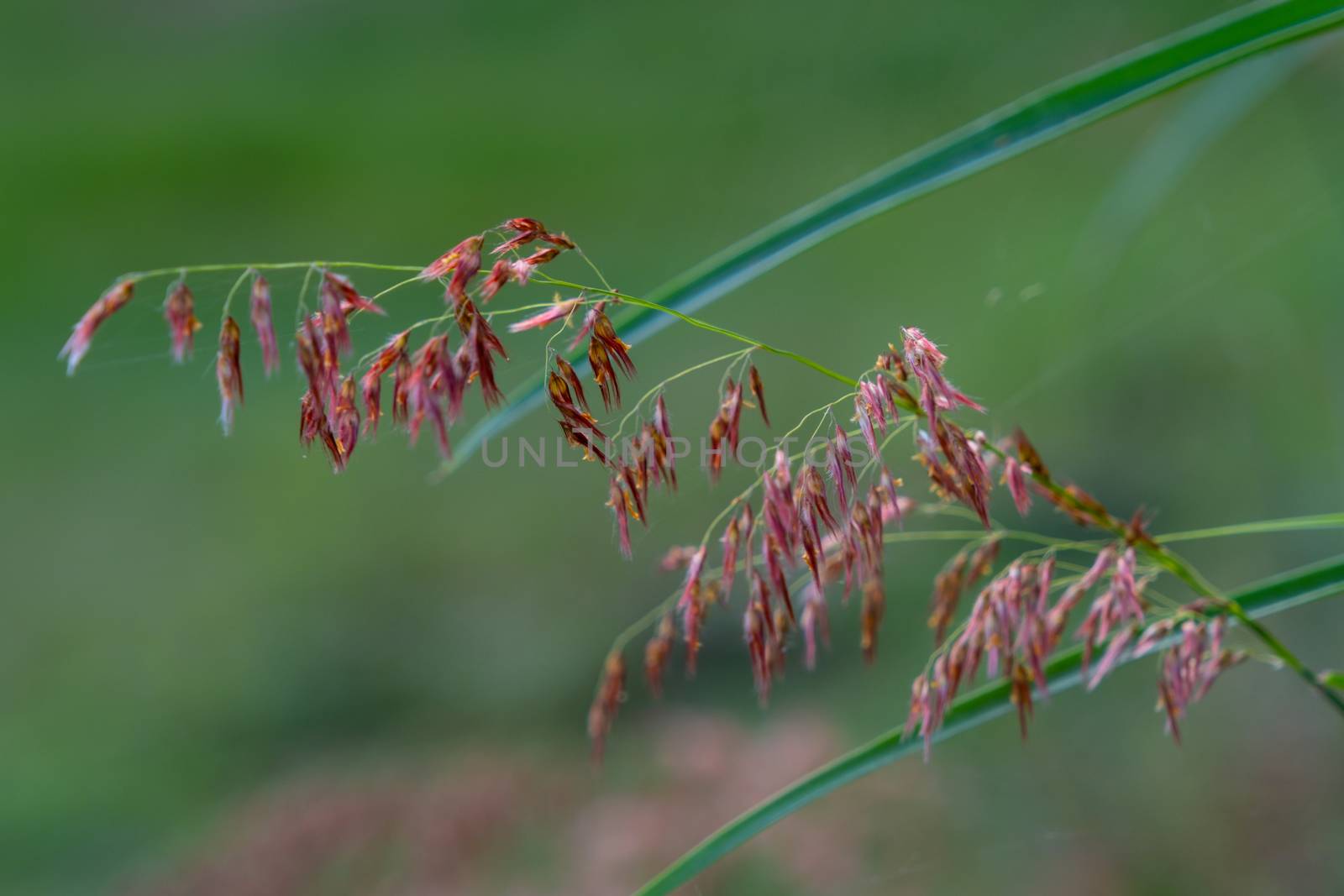 Select focus of grass flower with blur background by peerapixs