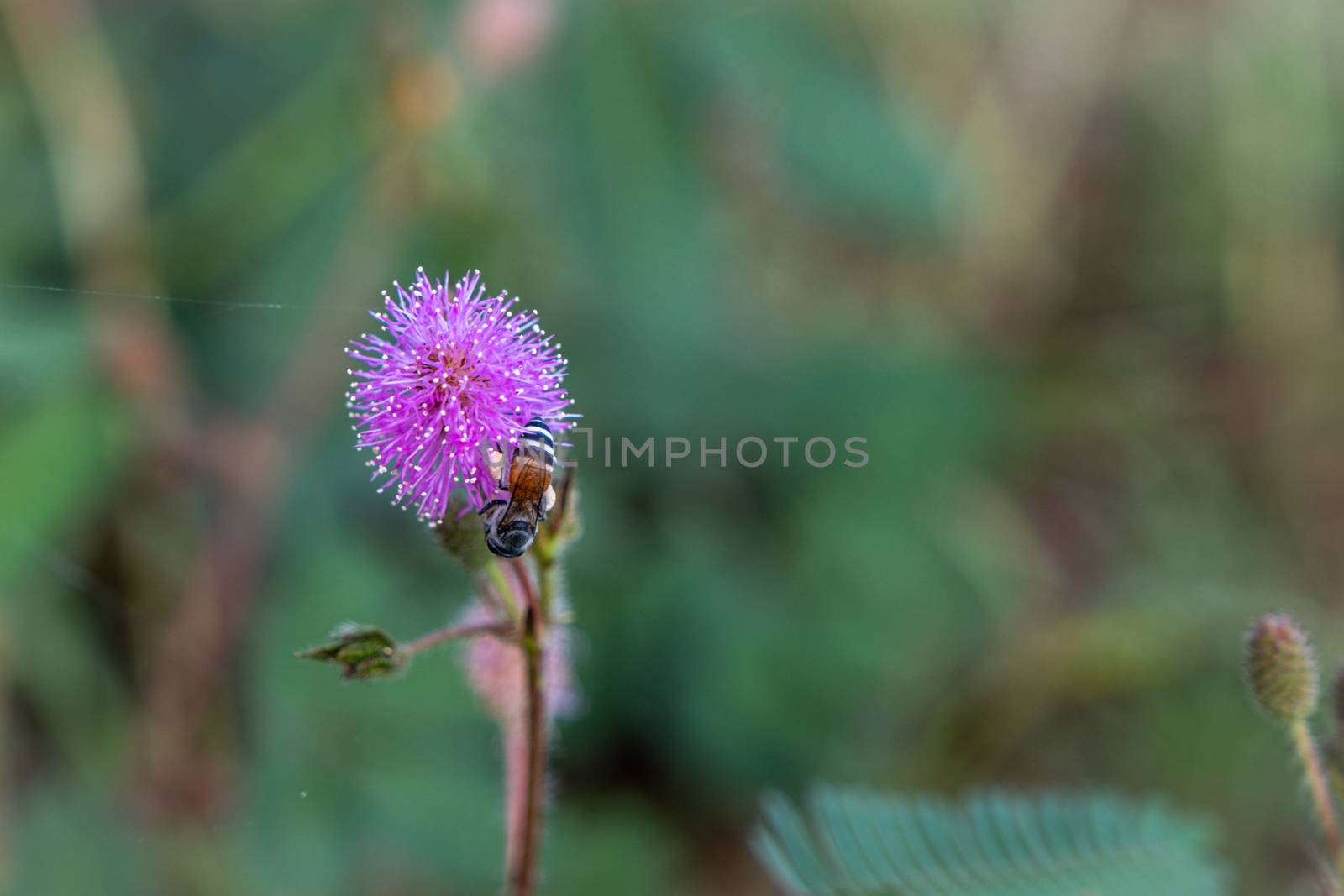 Closeup to Sensitive Plant Flower, Mimosa Pudica with small bee on blur background