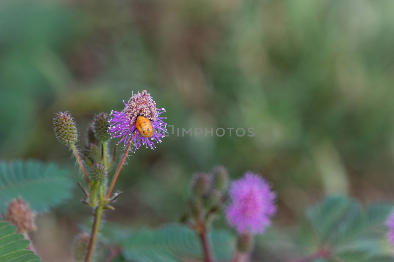 Closeup to Sensitive Plant Flower, Mimosa Pudica.