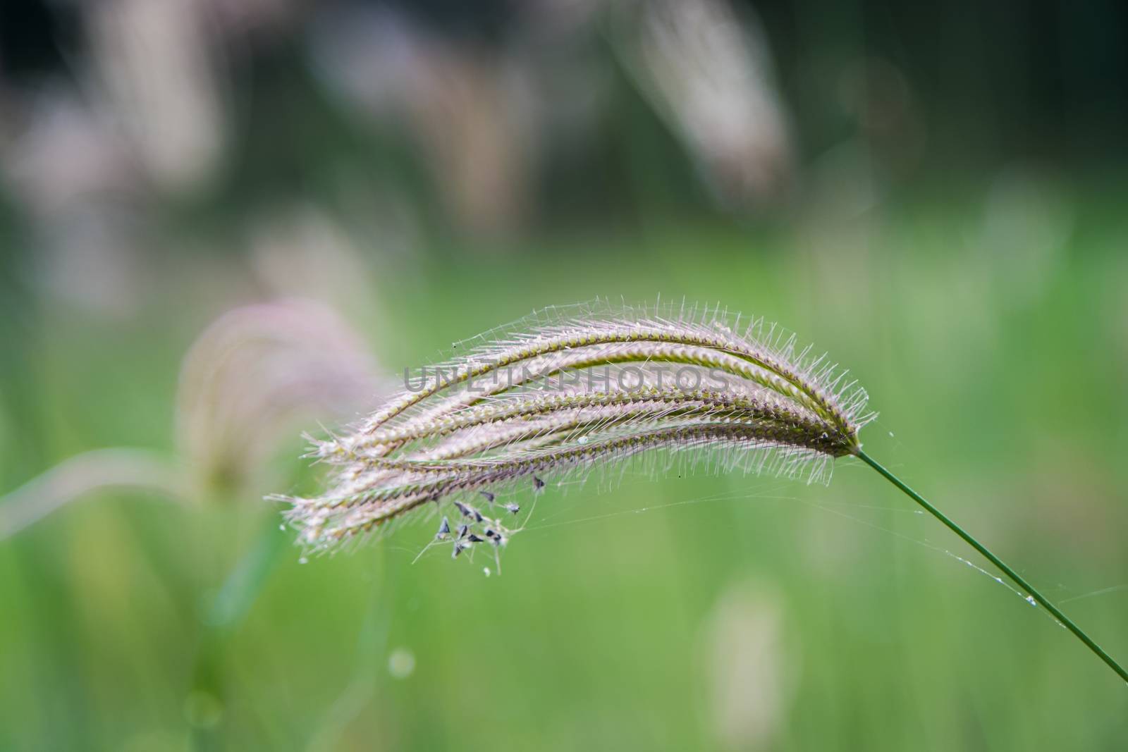 Select focus of grass flower with blur background