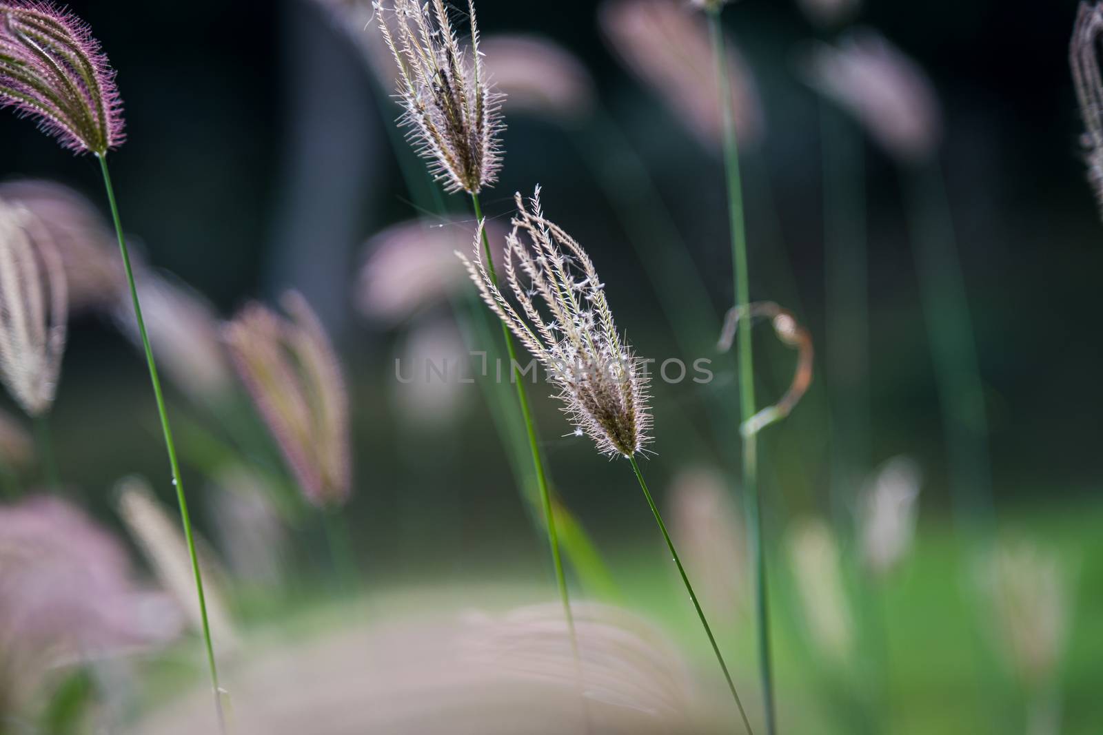 Select focus of grass flower with blur background