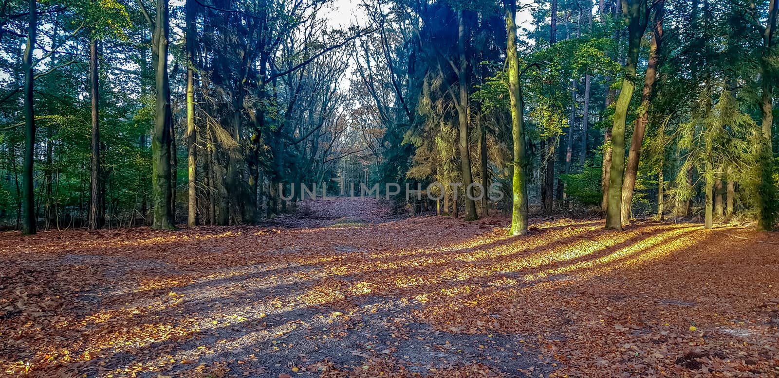 National Park in Fall with Fallen Leaves by TheDutchcowboy