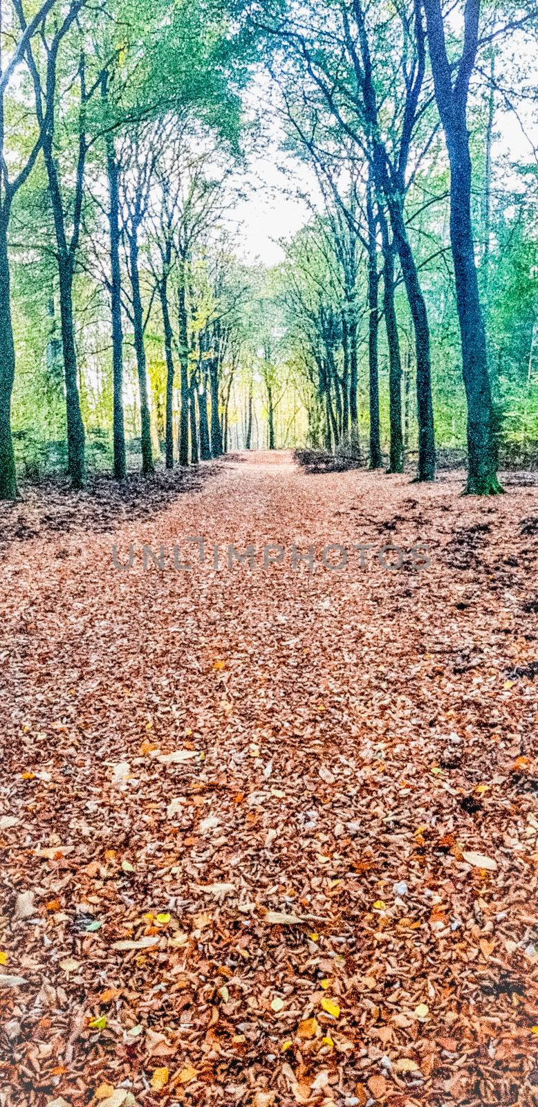 National Park 'De Veluwe' in Autumn by TheDutchcowboy