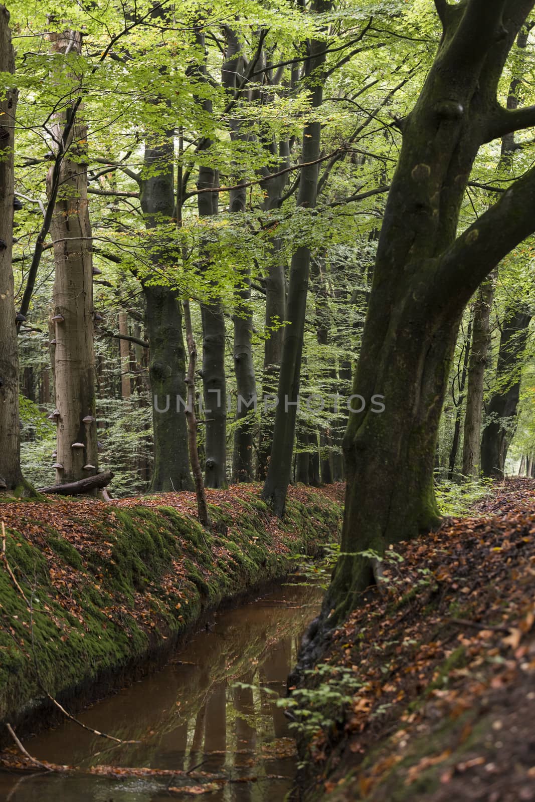 autumn forest in holland with a small river red and green colors