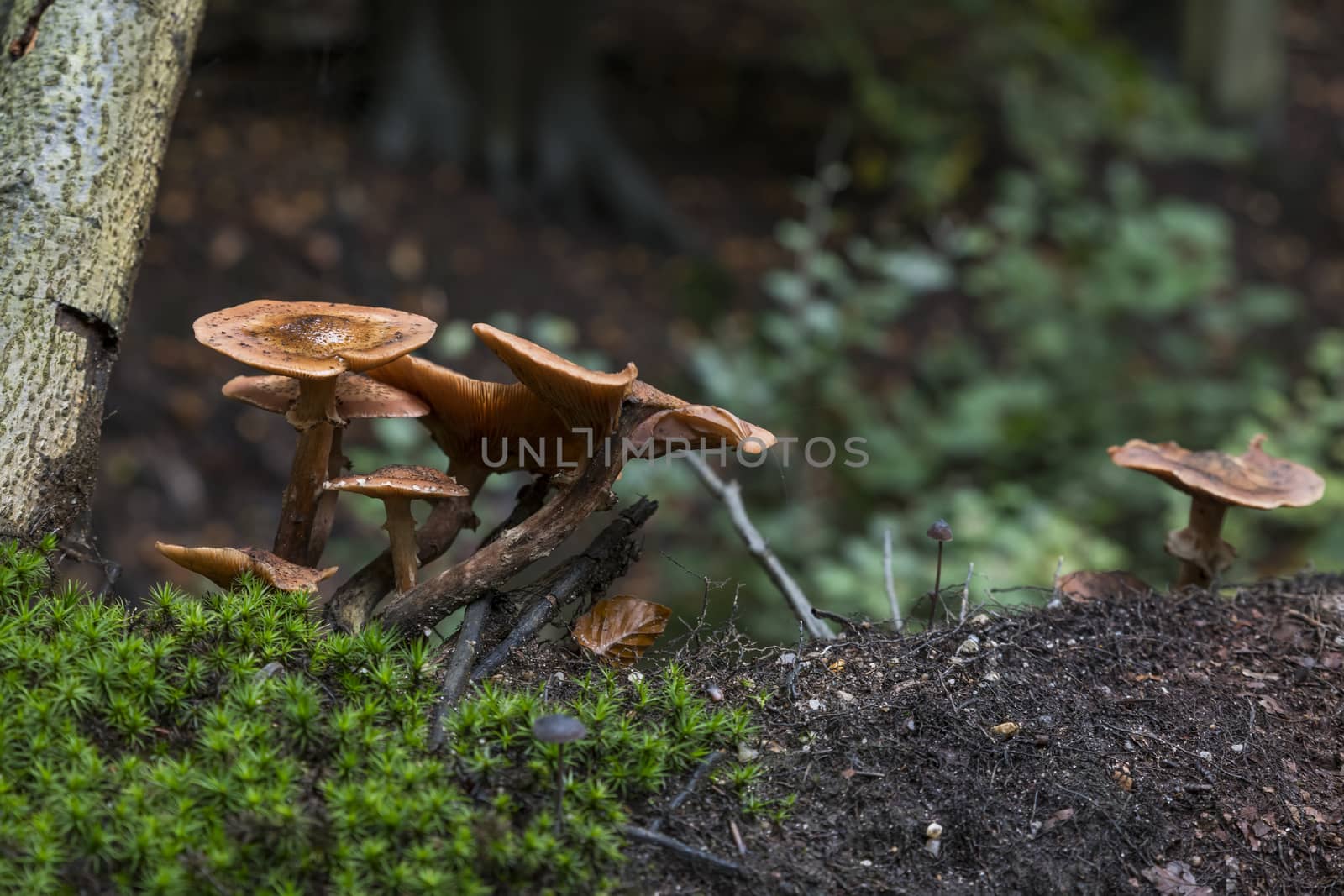 group fungus on green moss in the forest