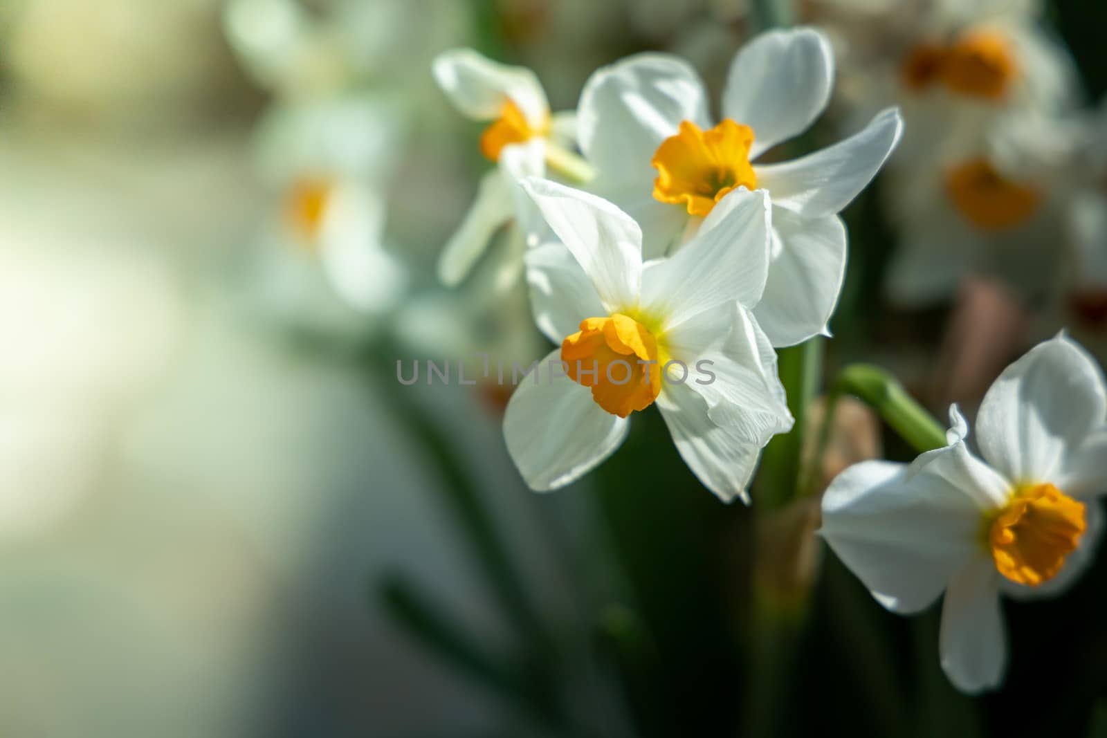 The background image of the colorful flowers by teerawit