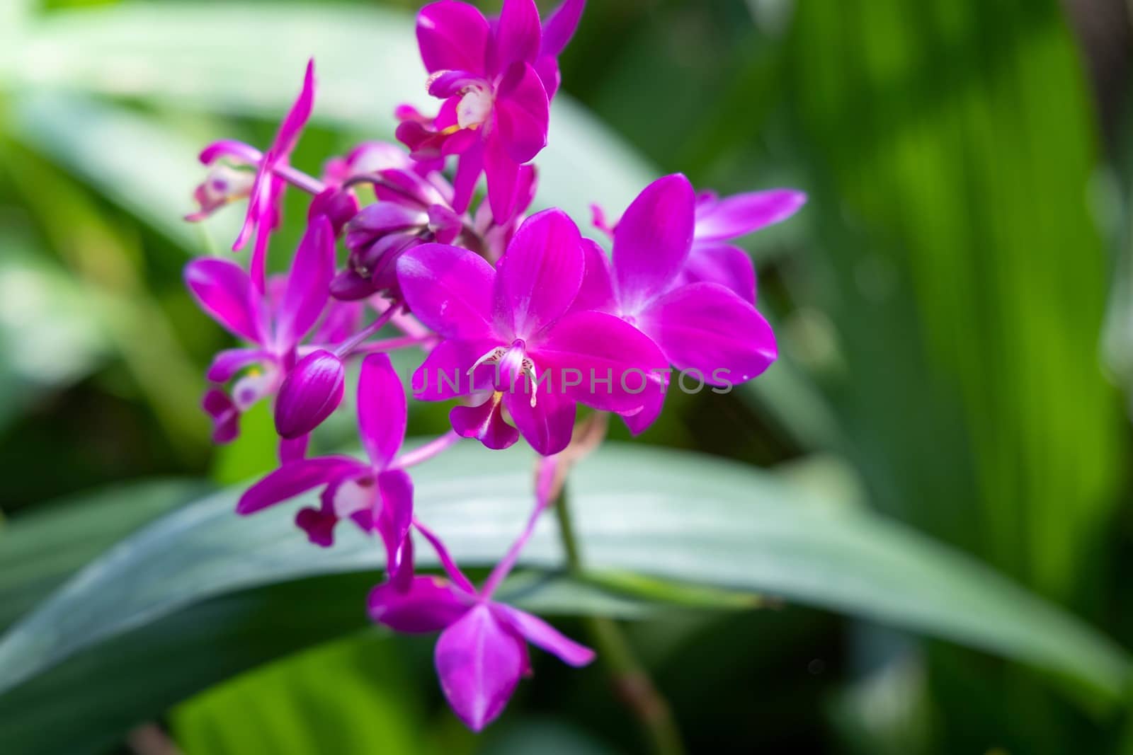 The background image of the colorful flowers by teerawit