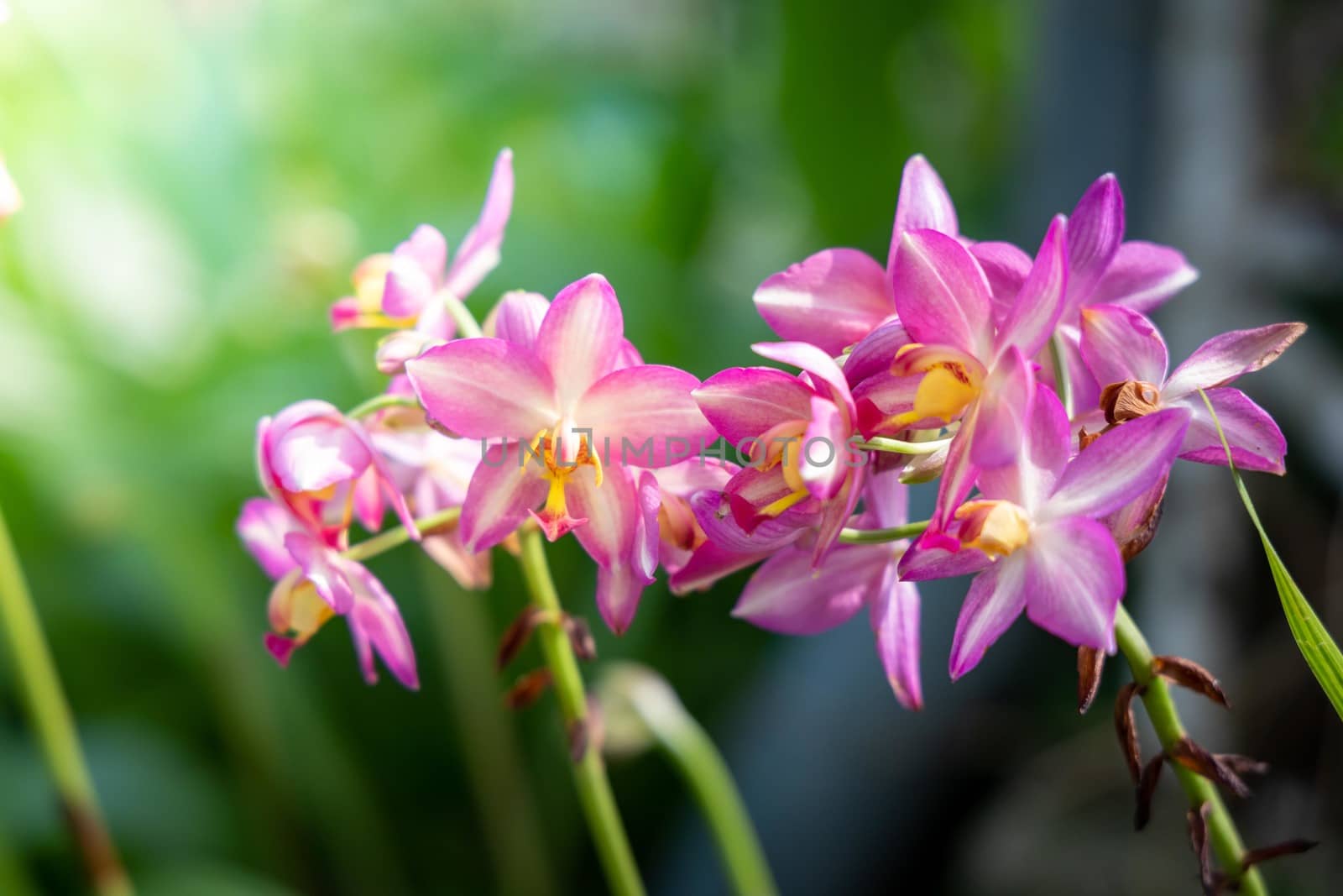 The background image of the colorful flowers by teerawit