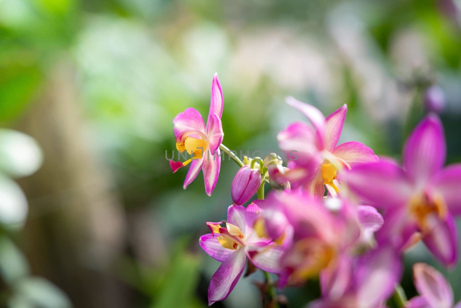 The background image of the colorful flowers by teerawit