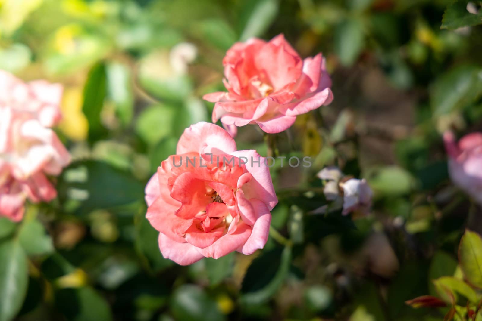 The background image of the colorful flowers, background nature