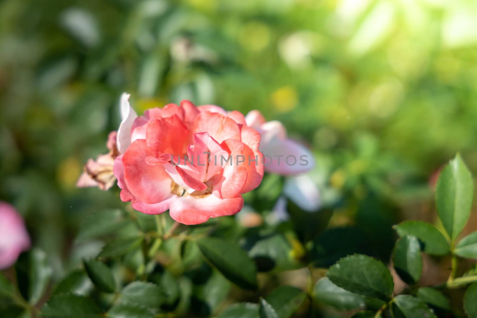 The background image of the colorful flowers, background nature