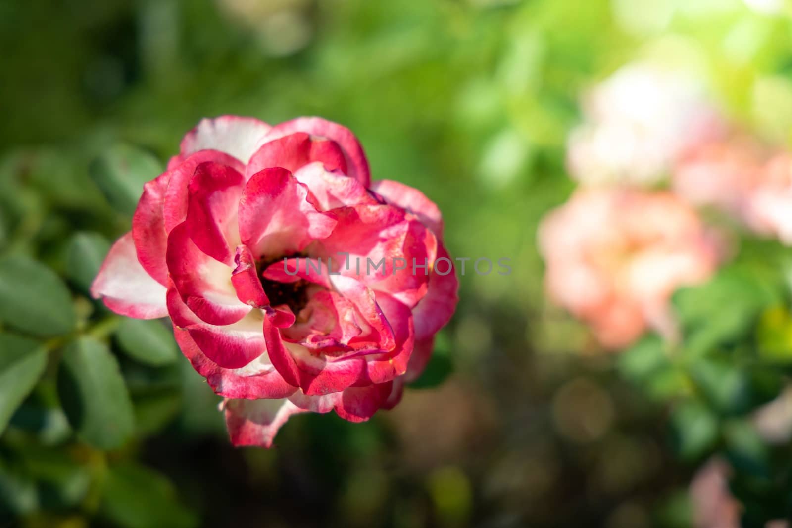 The background image of the colorful flowers by teerawit