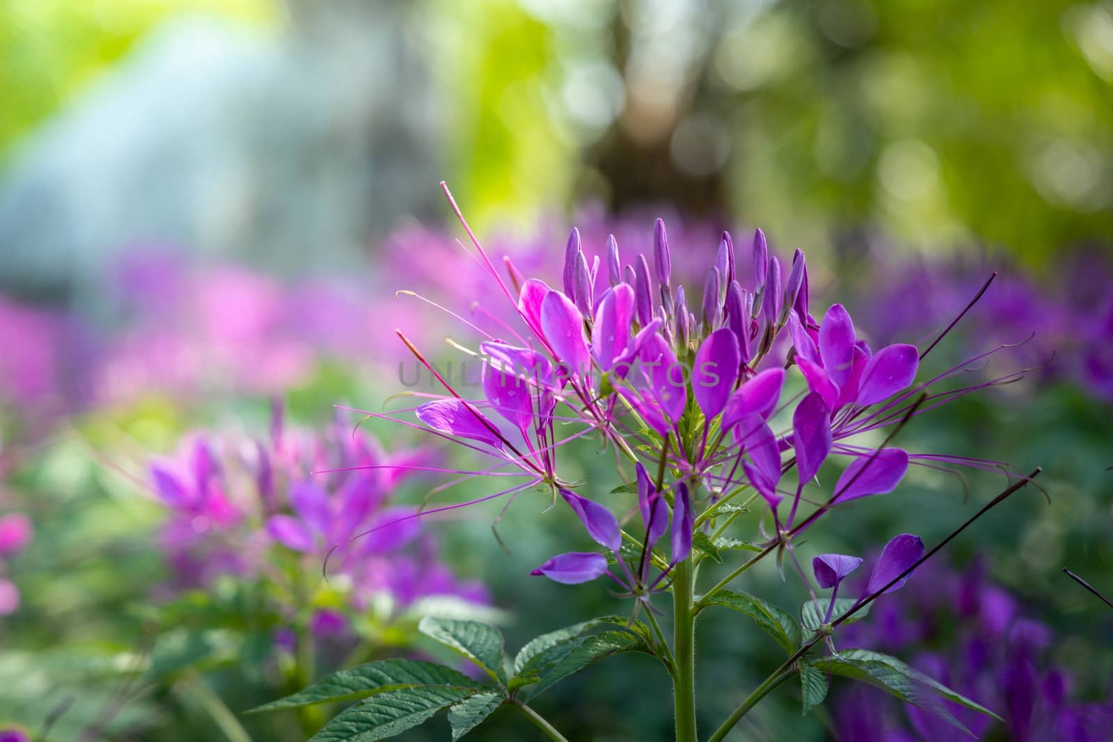 The background image of the colorful flowers by teerawit