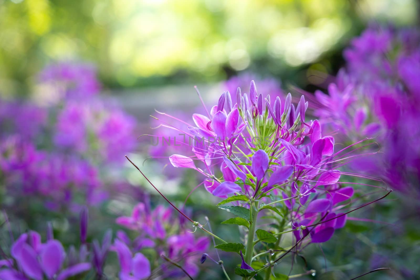 The background image of the colorful flowers by teerawit