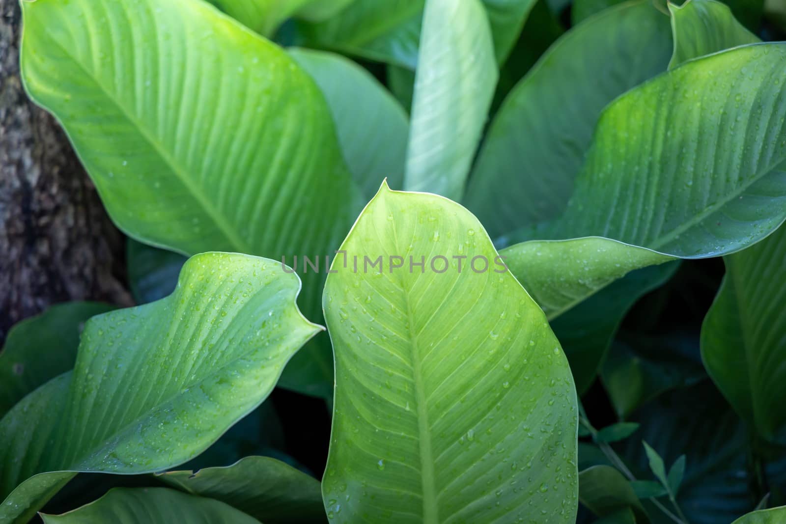 Background texture of leaves closeup. Green Leaves Background wi by teerawit