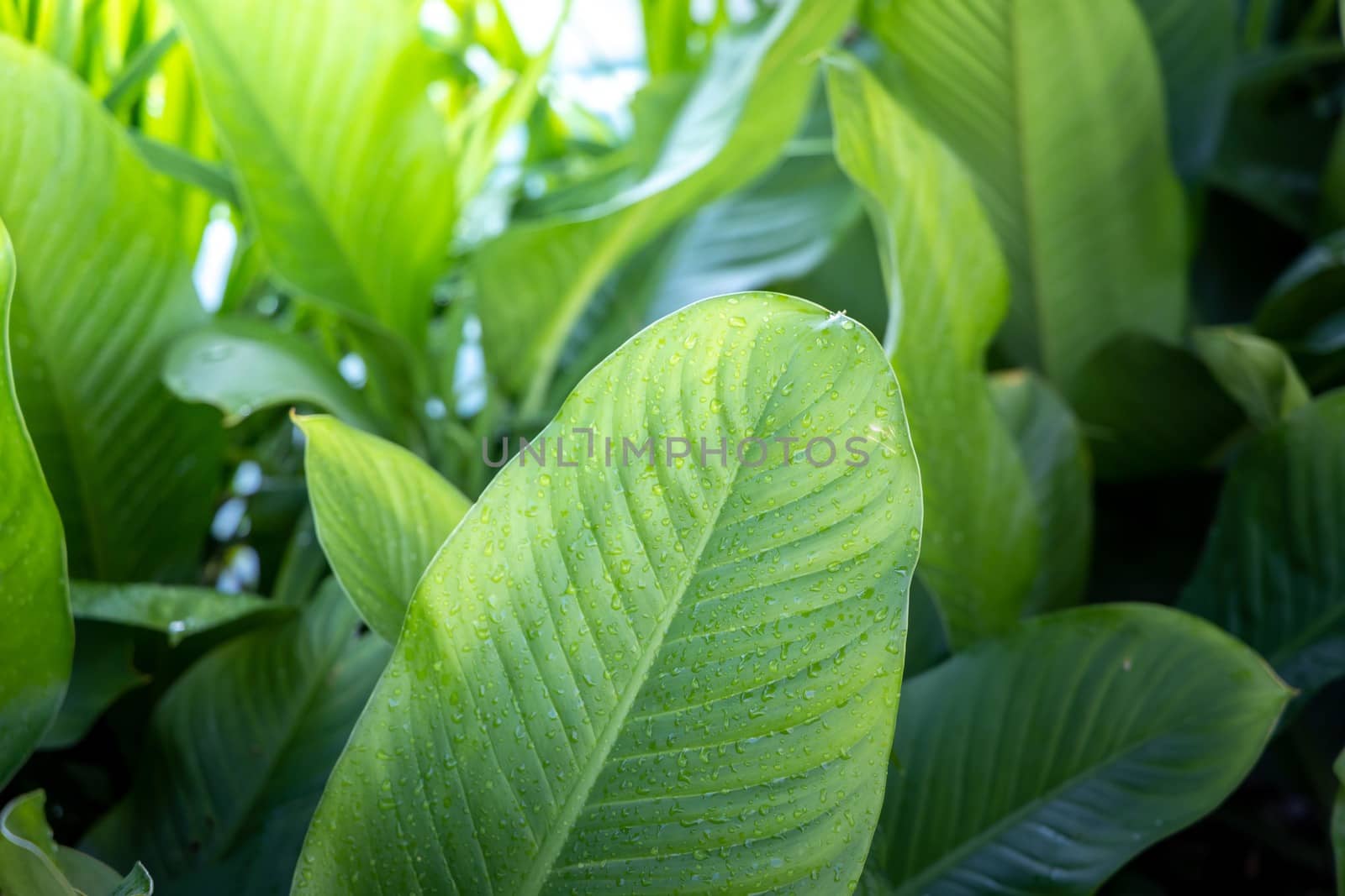 Background texture of leaves closeup. Green Leaves Background wi by teerawit