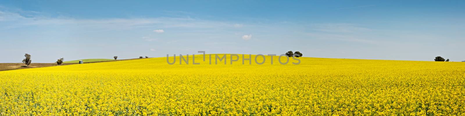 Panoramic fields of golden canola flowering under the spring sun by lovleah