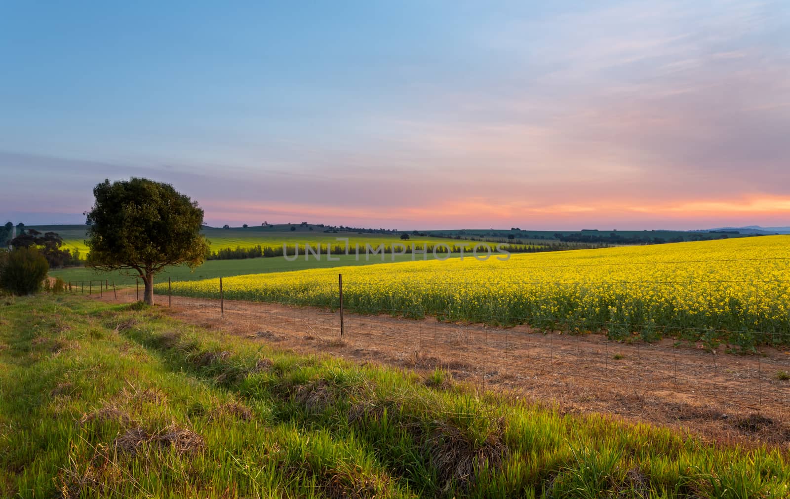 Sunset over Canola Farm agricultural fields by lovleah