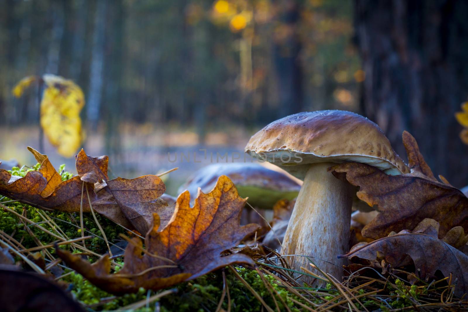 Big mushroom in morning forest. Autumn mushrooms grow. Natural raw food growing in wood. Edible cep, vegetarian natural organic meal