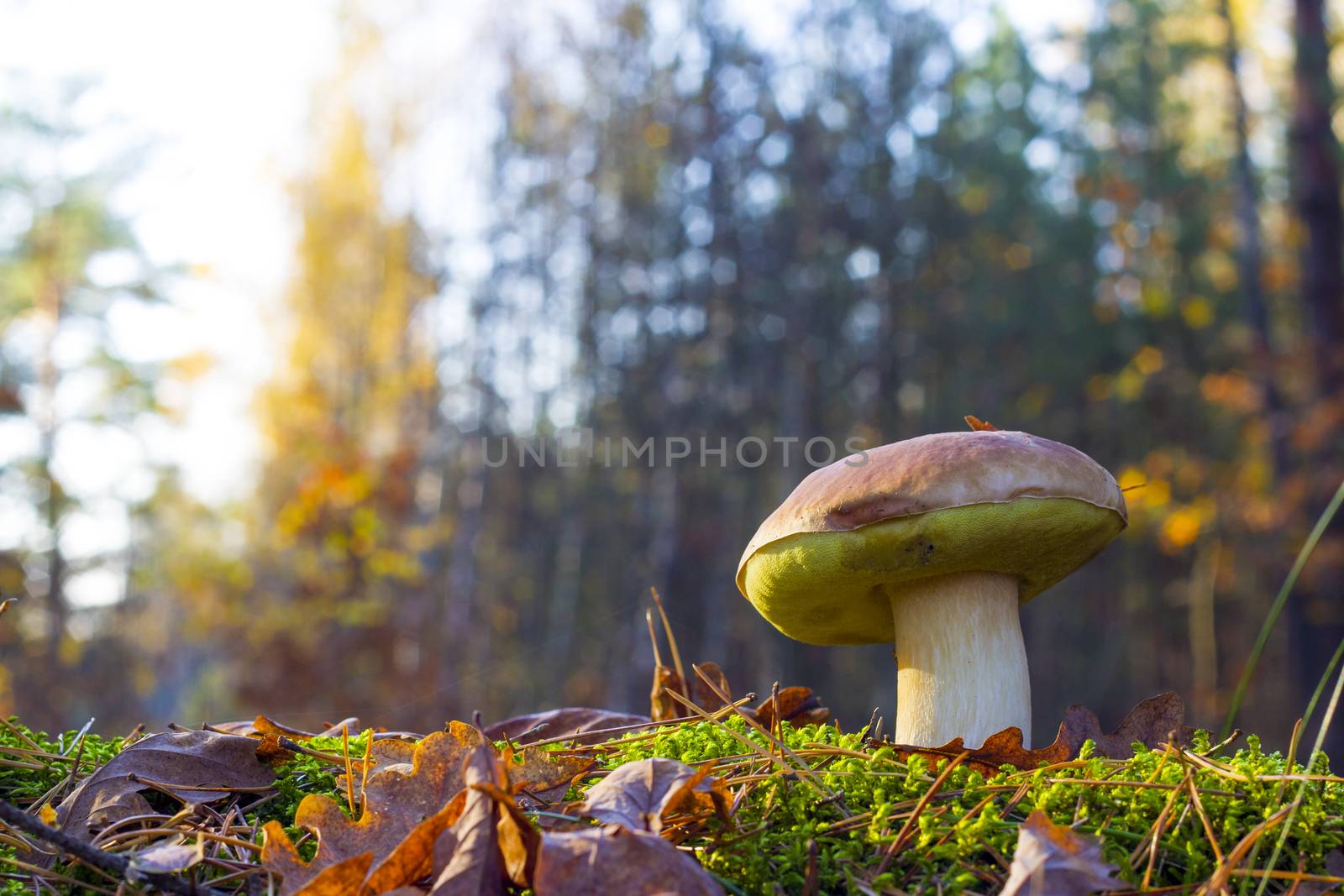 Big mushroom in morning sunny forest. Autumn mushrooms grow in forest. Natural raw food growing in wood. Edible cep, vegetarian natural organic meal