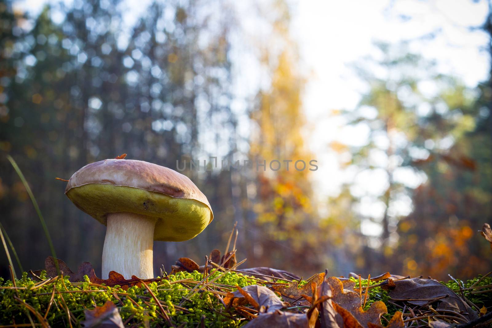 Big mushroom in morning sunny wood. Autumn mushrooms grow. Natural raw food growing in forest. Edible cep, vegetarian natural organic meal