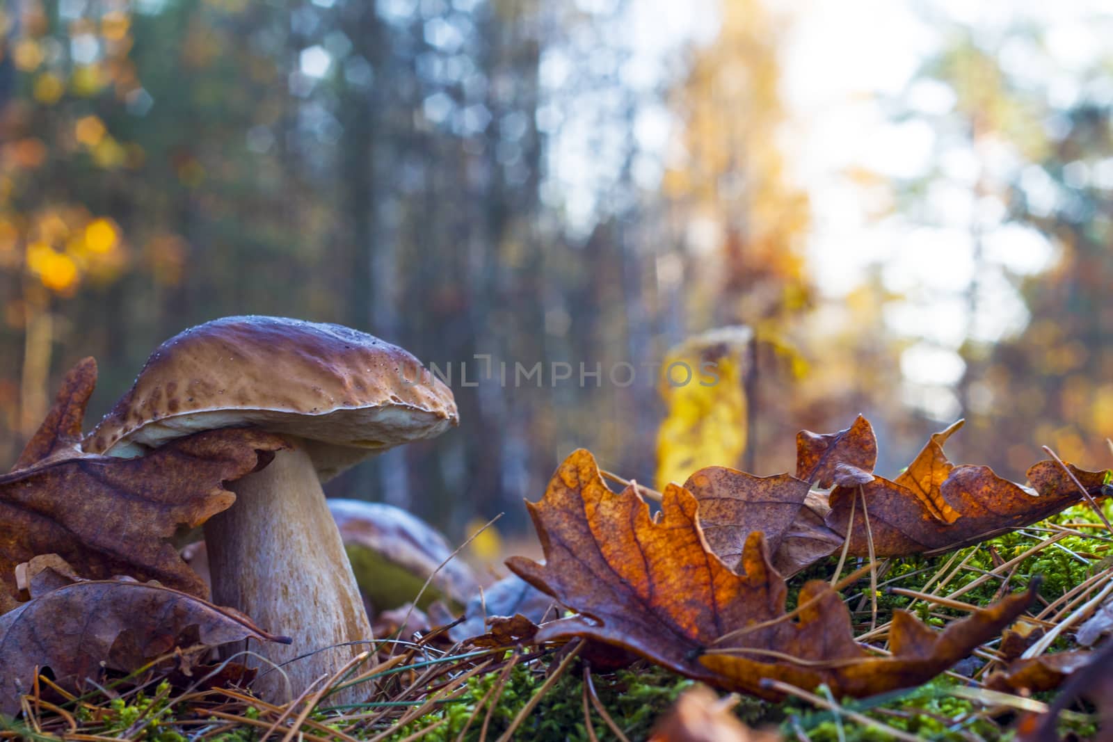 big mushroom in morning wood. Autumn mushrooms grow. Natural raw food growing in forest. Edible cep, vegetarian natural organic meal