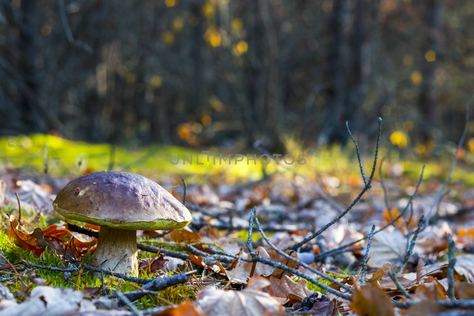 Big porcini mushroom grows in nature. Autumn mushrooms grow in forest. Natural raw food growing. Edible cep, vegetarian natural organic meal