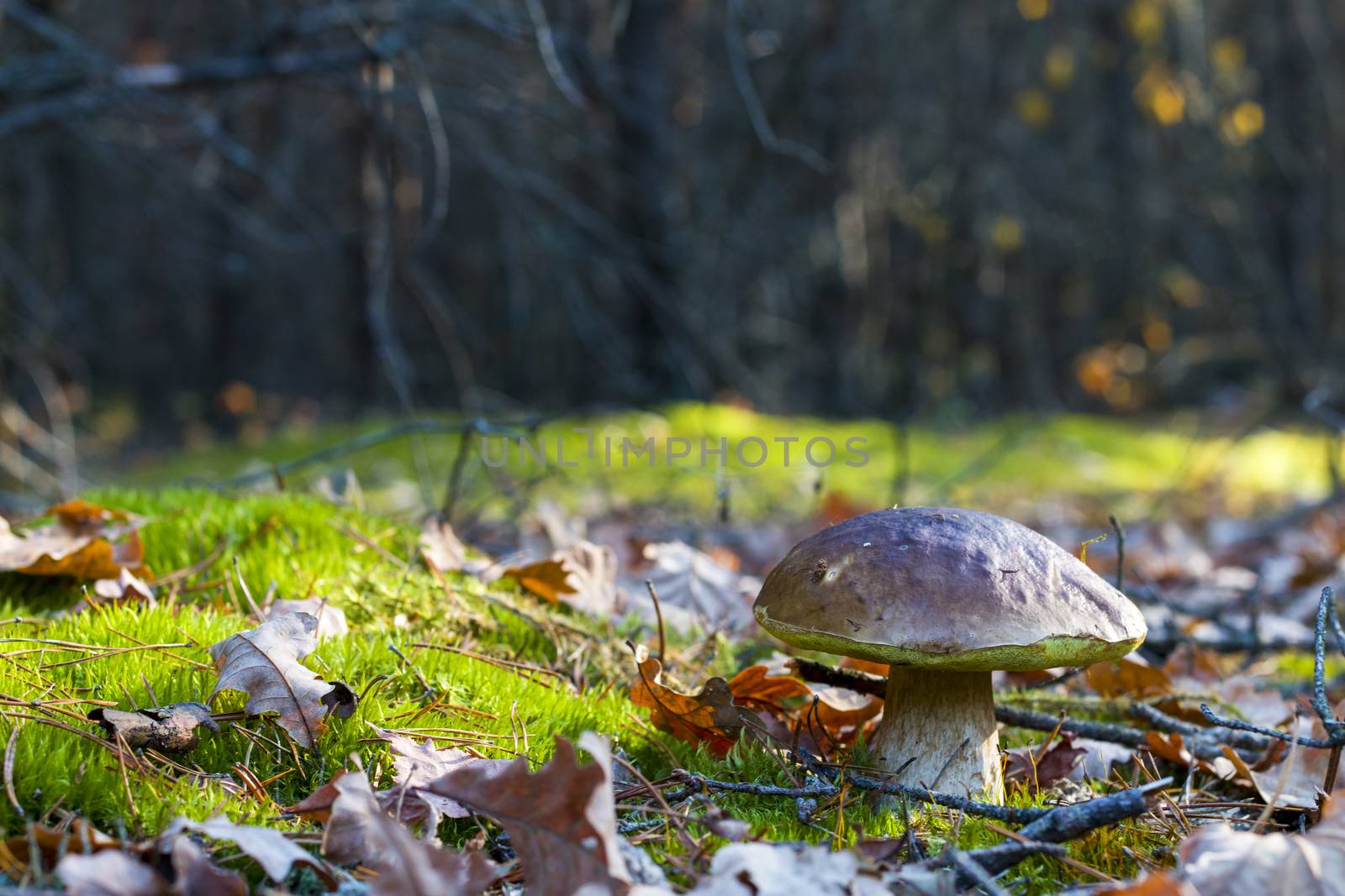 Big white mushroom in nature. Autumn mushrooms grow in forest. Natural raw food growing. Edible cep, vegetarian natural organic meal