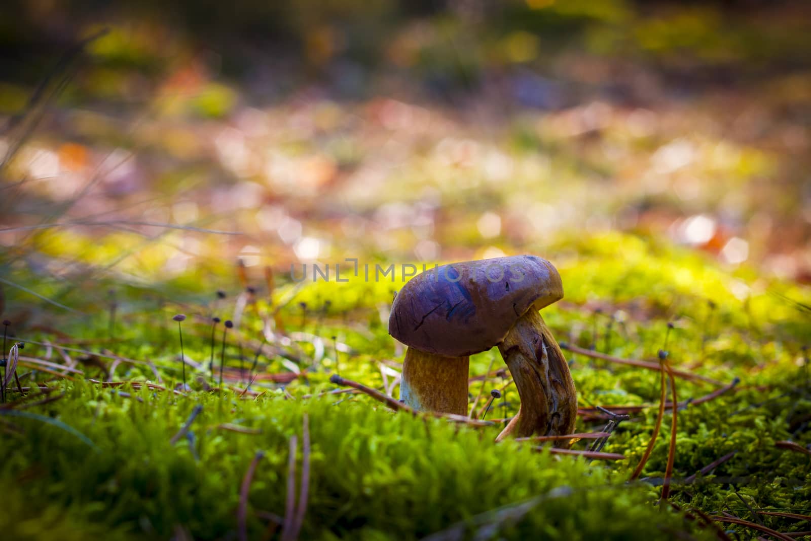 Boletus badius double leg mushroom in moss. Autumn mushroom grow in forest. Natural raw food growing. Vegetarian organic meal