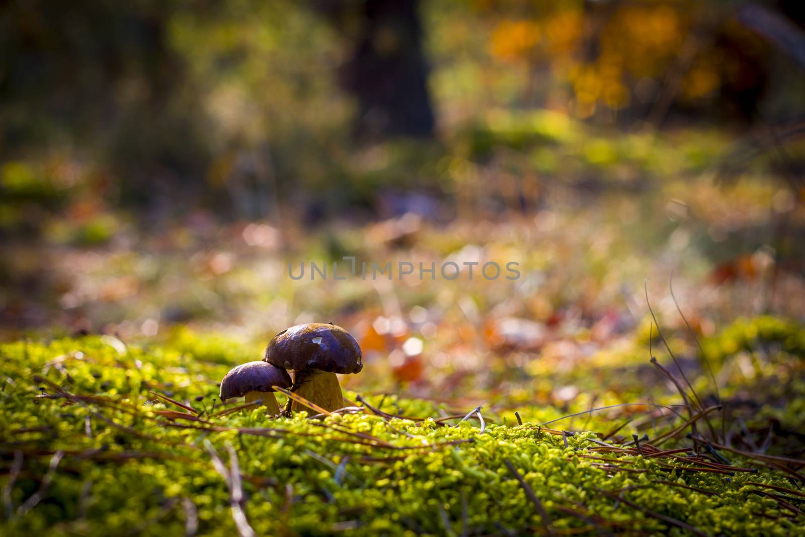 Boletus badius mushrooms in moss wood. Autumn mushroom grow in forest. Natural raw food growing. Vegetarian organic meal