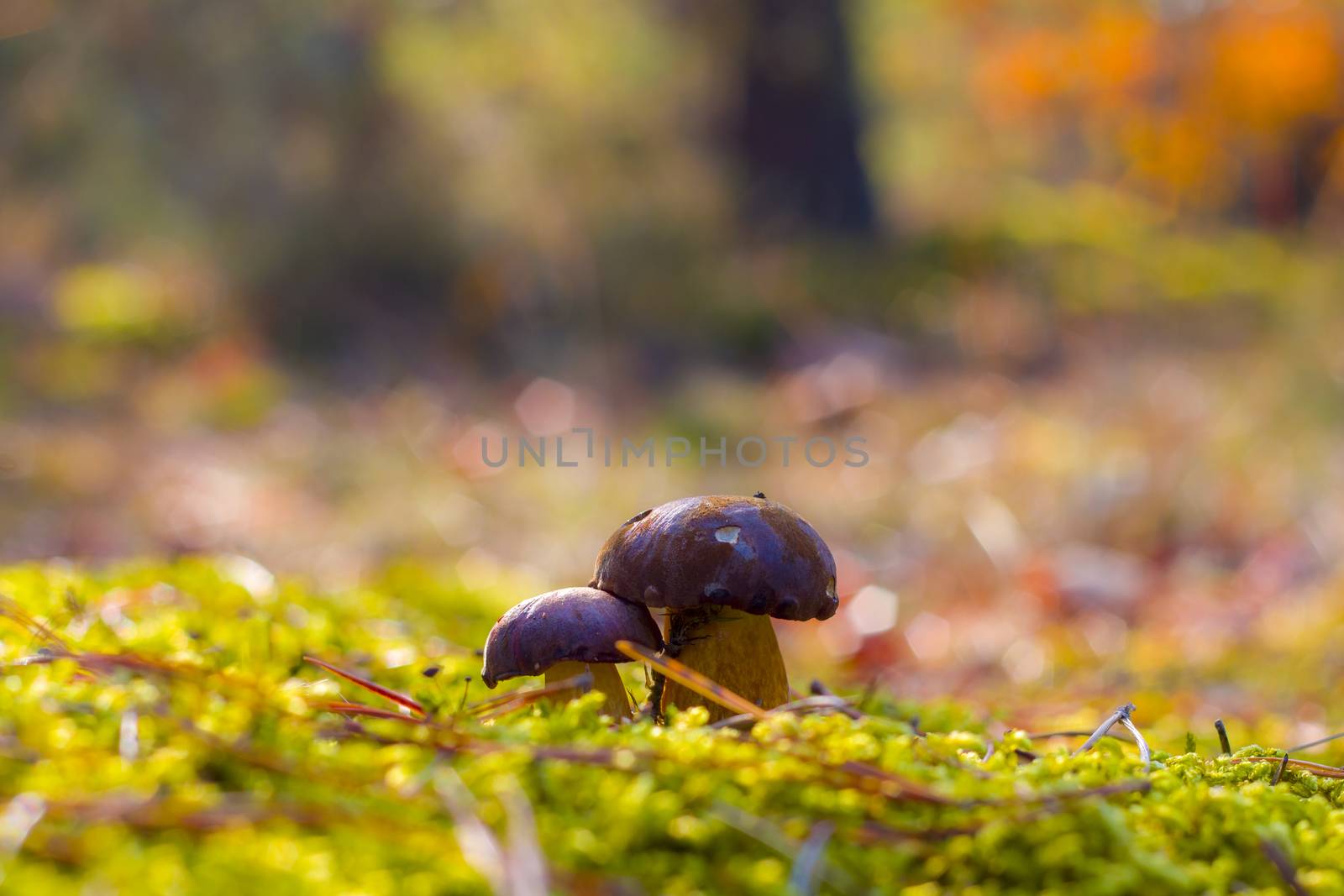 Boletus mushrooms in moss forest. Autumn mushroom grow in wood. Natural raw food growing. Vegetarian organic meal