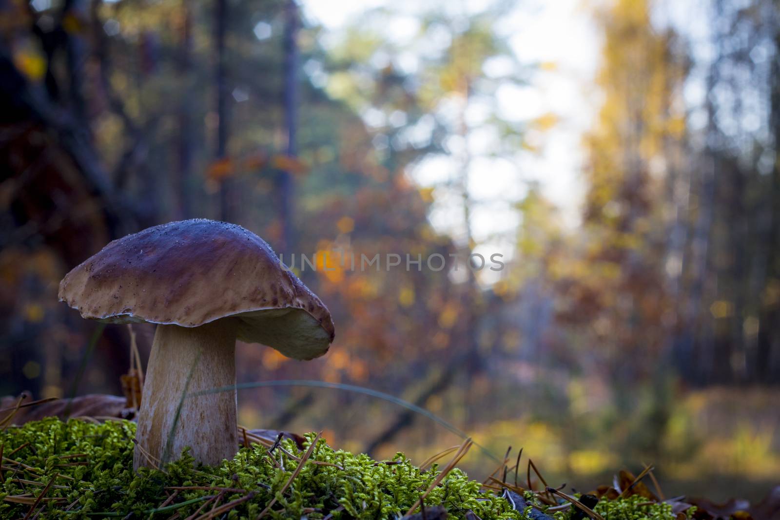 Large porcini mushroom grows in wood. Autumn mushrooms grow in forest. Natural raw food growing. Edible cep, vegetarian natural organic meal