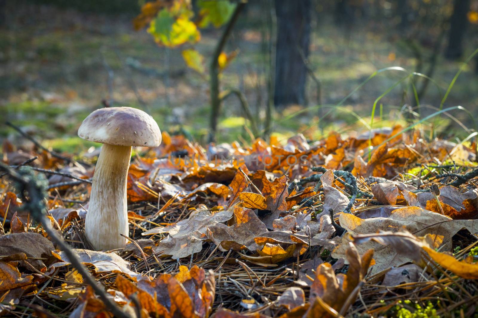 Nice white mushroom in oak wood. Autumn mushrooms grow in forest. Natural raw food growing. Edible cep, vegetarian natural organic meal