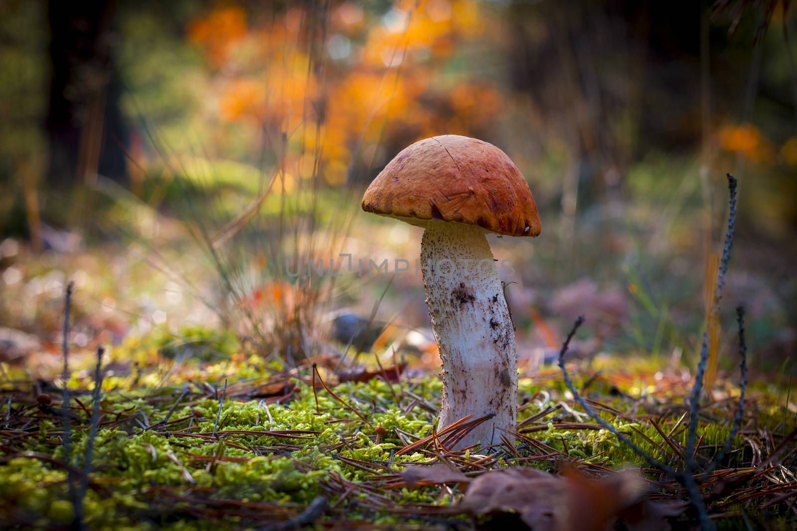 Orange-cap boletus in moss wood. Autumn Leccinum mushrooms grow in forest. Natural raw food growing. Edible cep, vegetarian natural organic meal