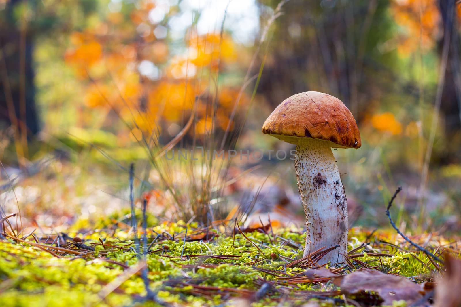 Orange-cap boletus in moss. Autumn mushroom grow in forest. Natural raw food growing in wood. Edible cep, vegetarian natural organic meal