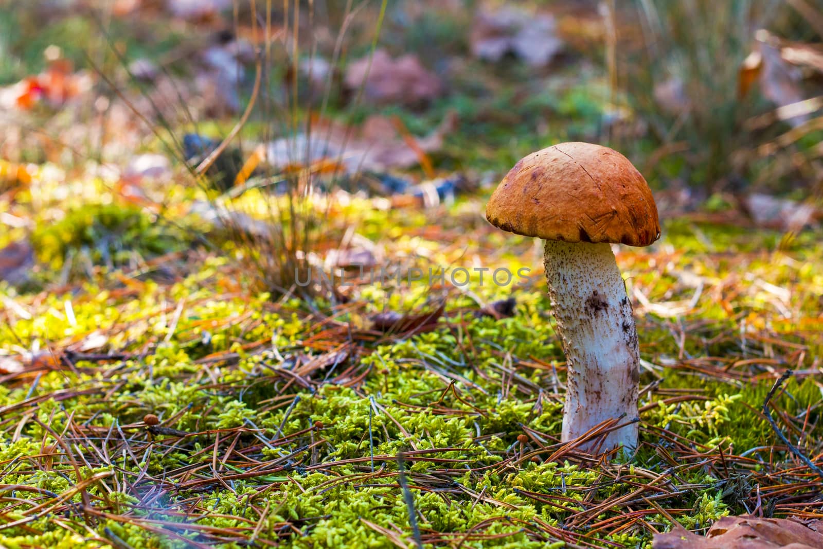 Orange-cap boletus mushroom. Autumn Leccinum grow in forest. Natural raw food growing in wood. Edible cep, vegetarian natural organic meal