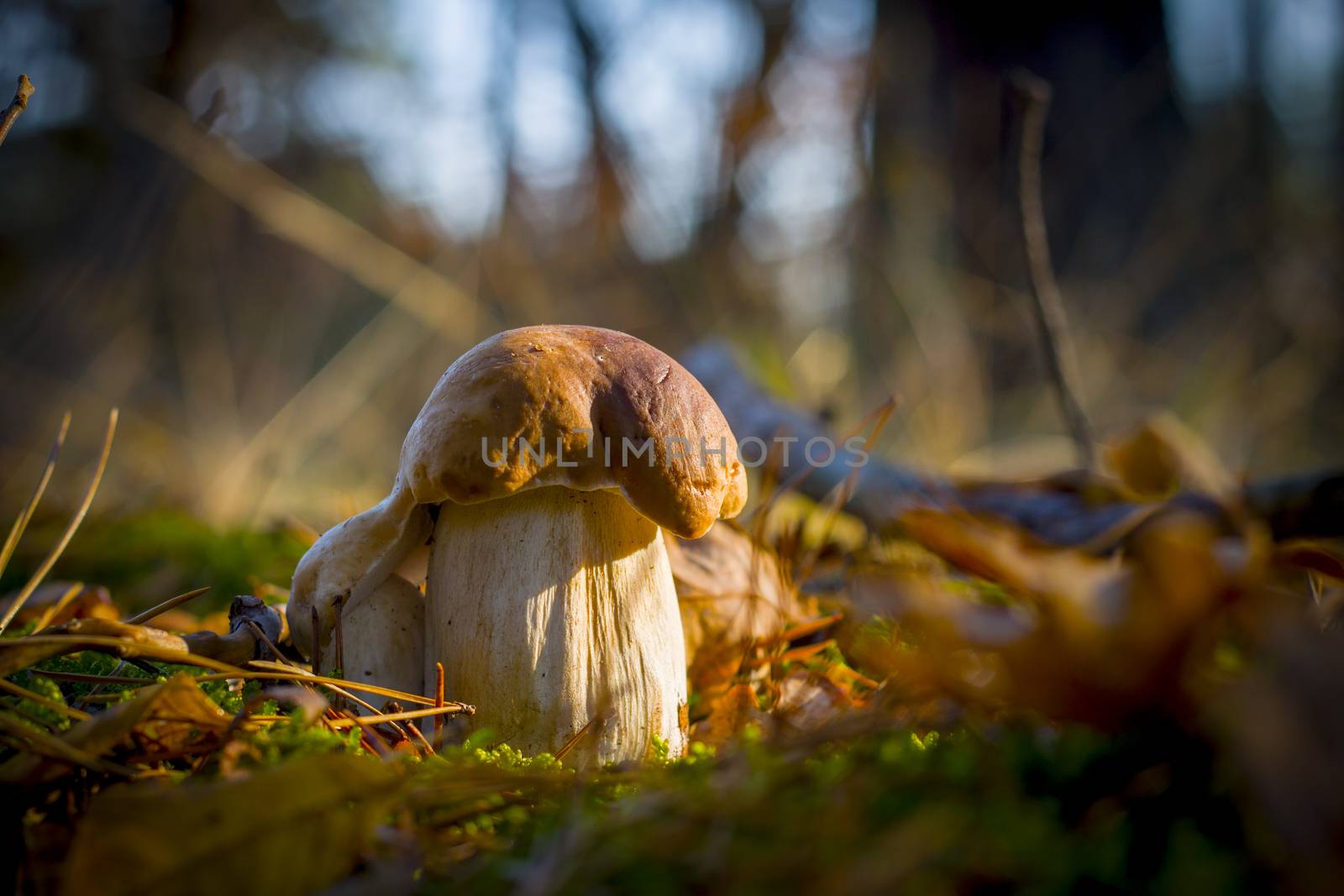 Pair of beautiful porcini mushrooms. Autumn mushroom grow in forest. Natural raw food growing. Edible cep, vegetarian natural organic meal