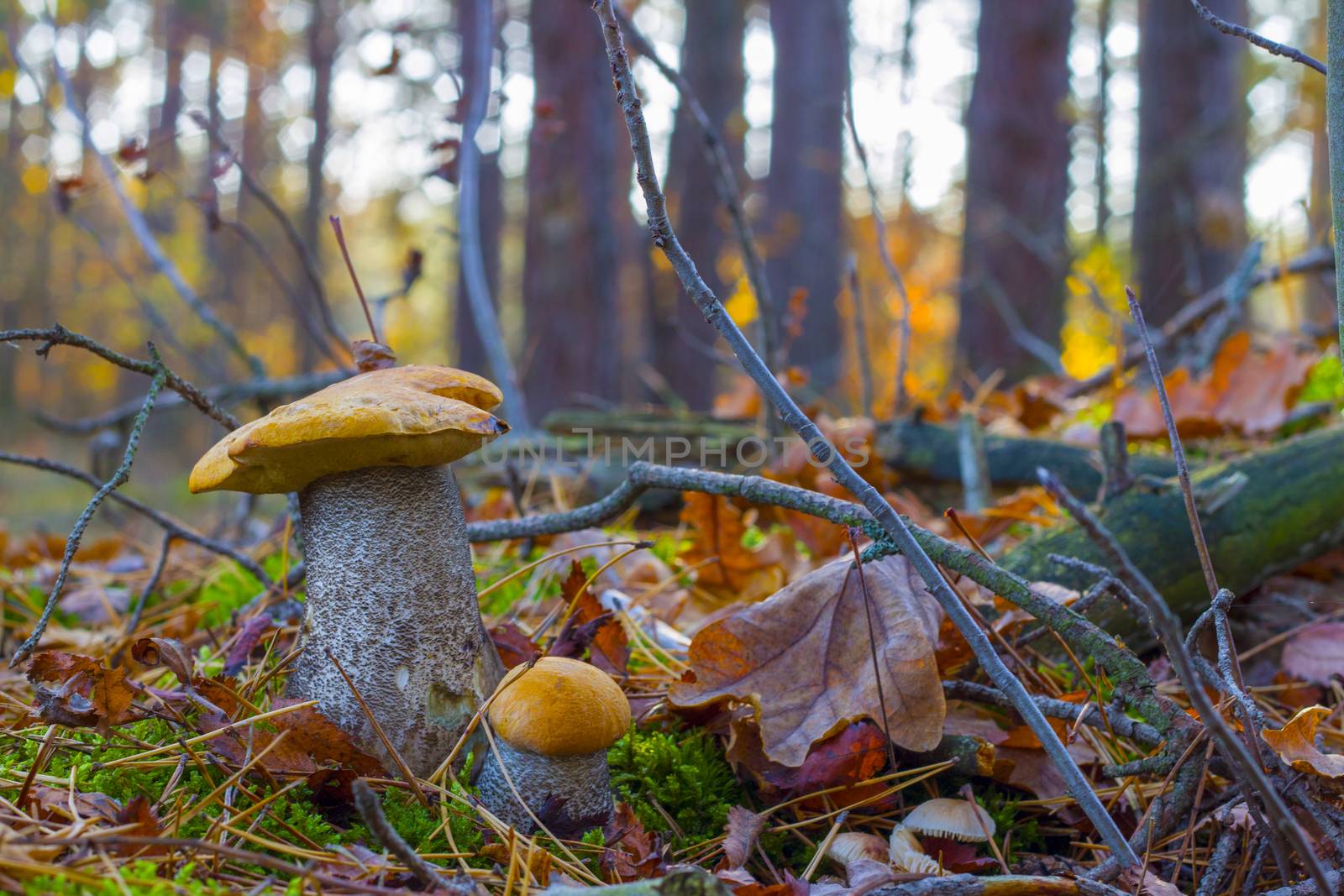 Pair of orange-cap mushrooms in forest. Big and small autumn mushroom grow. Natural raw food growing in wood. Edible cep, vegetarian natural organic meal