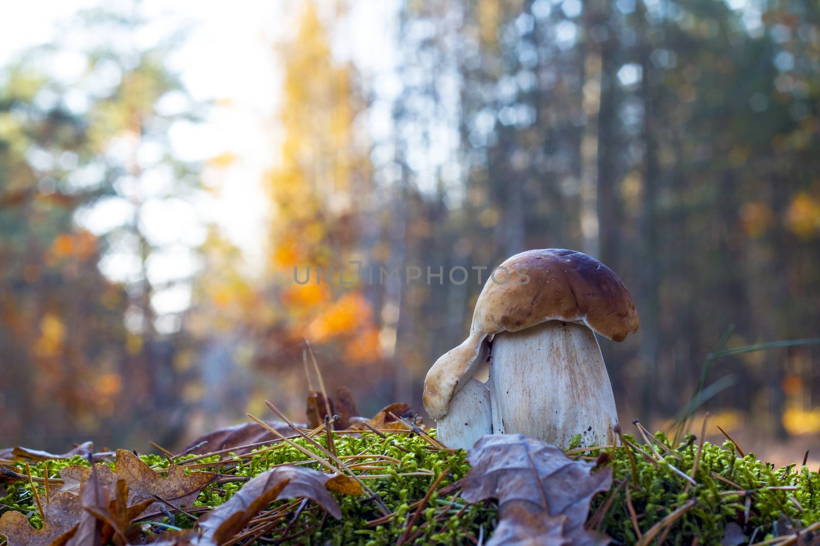 Pair of porcini mushrooms in morning wood. Autumn mushrooms grow in forest. Natural raw food growing. Edible cep, vegetarian natural organic meal