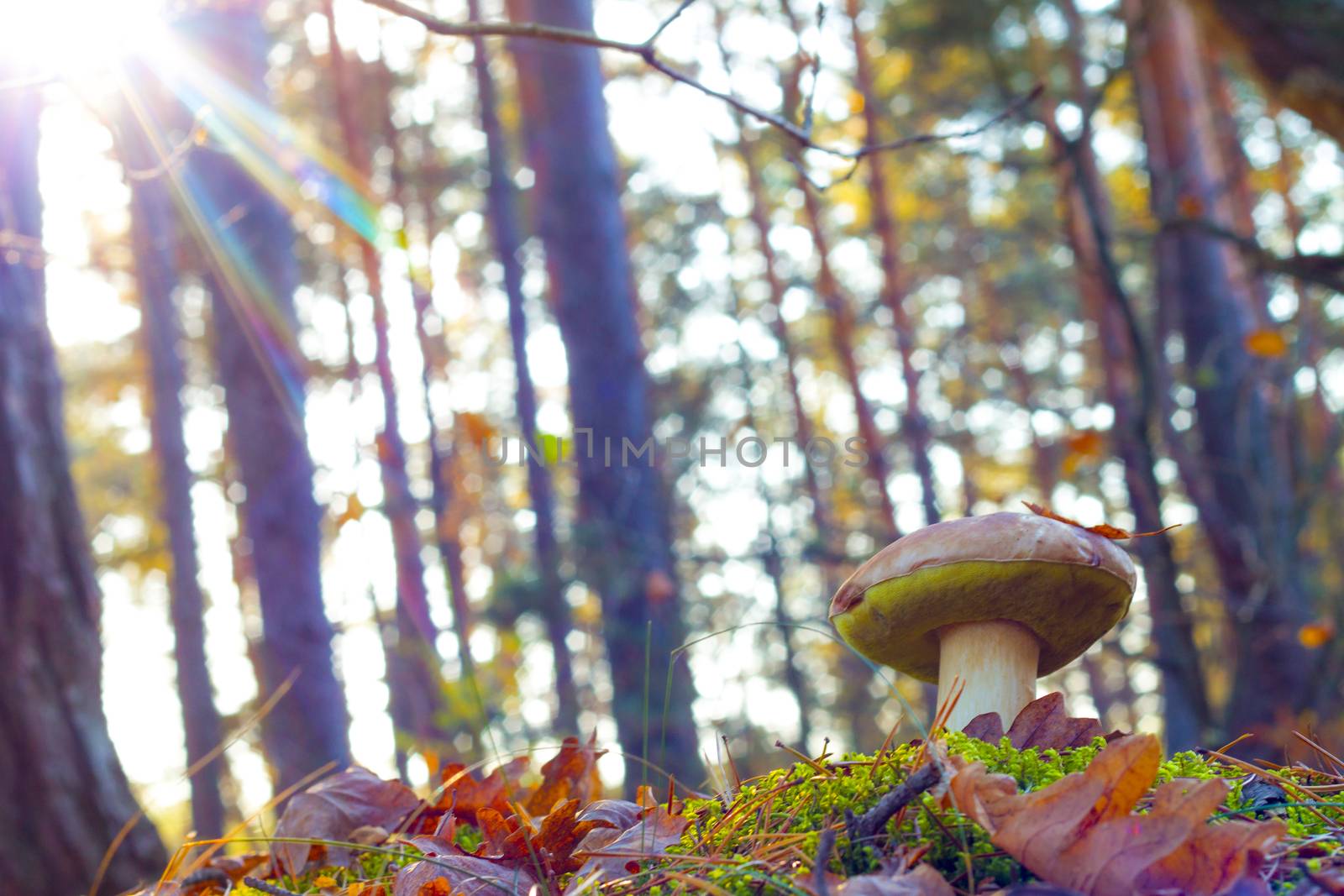 Porcini mushroom in morning sun rays. Autumn mushrooms grow in forest. Natural raw food growing. Edible cep, vegetarian natural organic meal