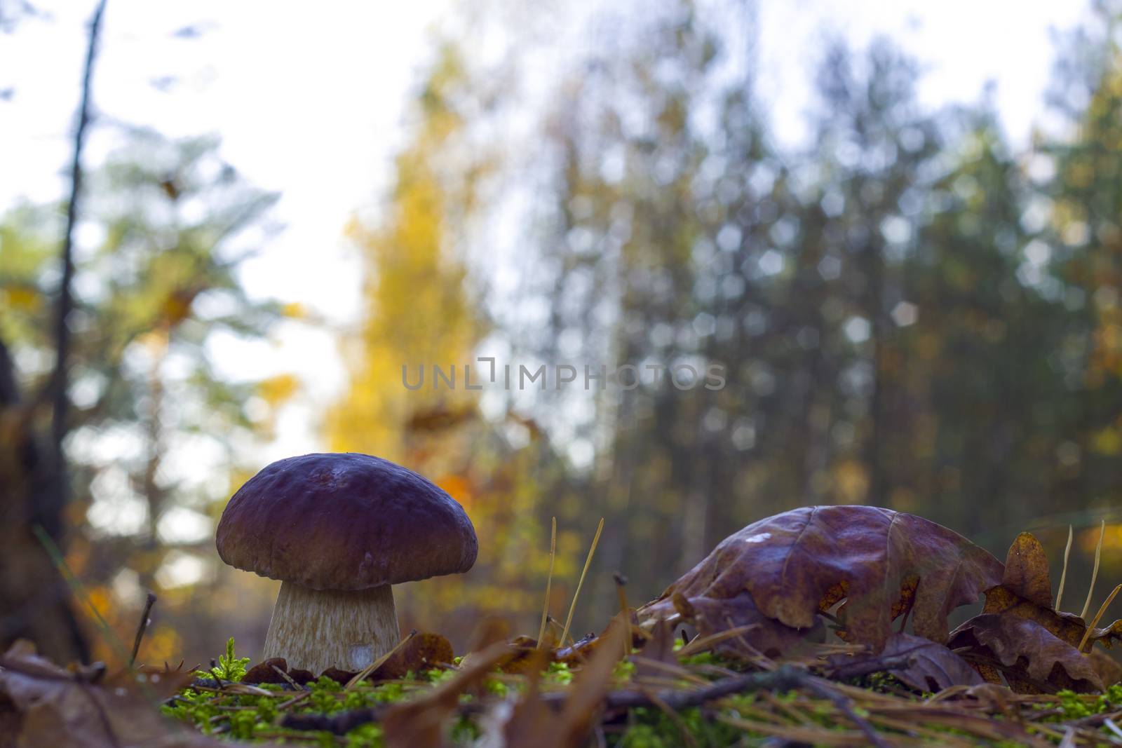 Porcini mushroom in morning sunny forest. Autumn mushrooms grow. Natural raw food growing in wood. Edible cep, vegetarian natural organic meal