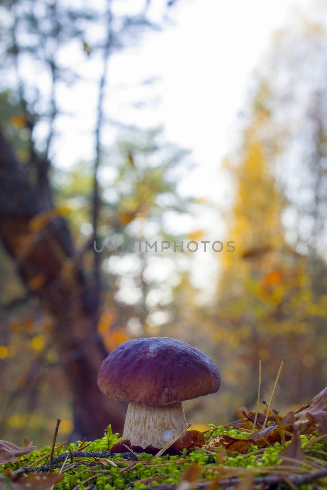 Porcini mushroom in morning sunny wood. Autumn mushrooms grow. Natural raw food growing in forest. Edible cep, vegetarian natural organic meal