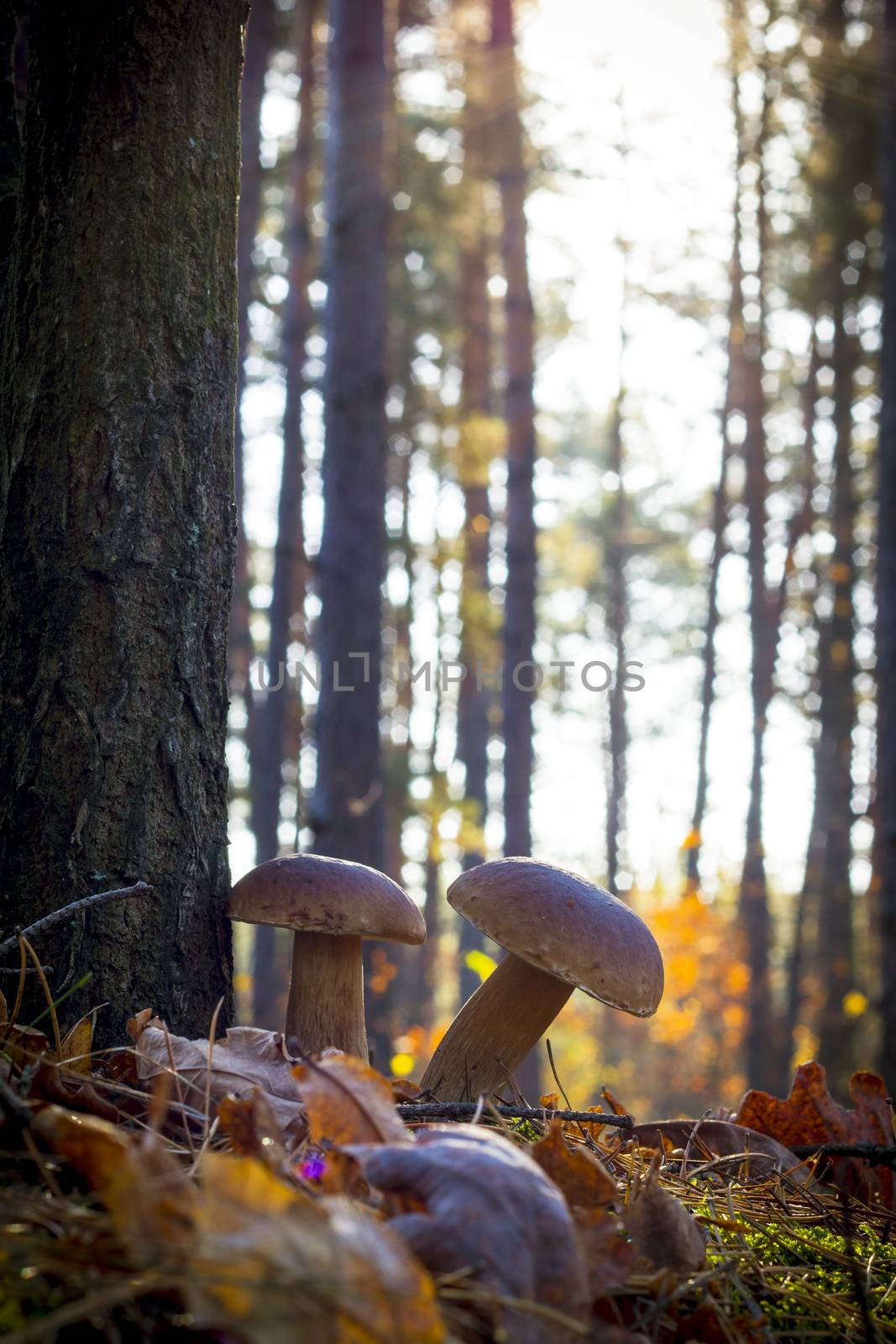 Porcini mushrooms grows near the tree. Autumn mushrooms grow in forest. Natural raw food growing. Edible cep, vegetarian natural organic meal