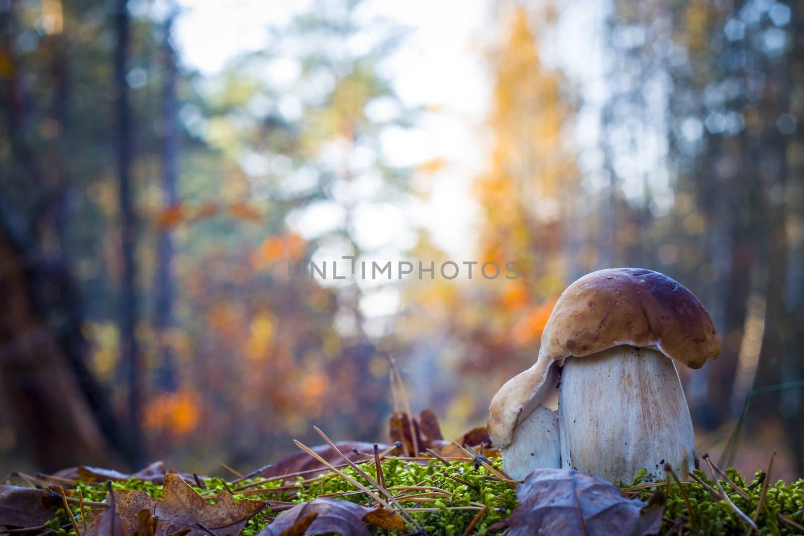 Porcini mushrooms in morning sunny forest. Autumn mushrooms grow in wood. Natural raw food growing. Edible cep, vegetarian natural organic meal