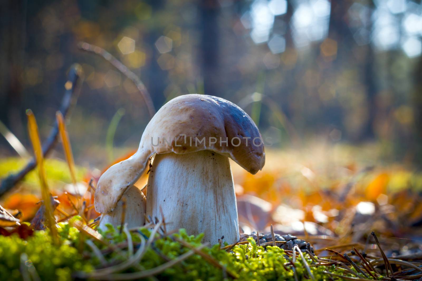Small mushroom reaches for a large. Autumn mushrooms grow in wood. Natural raw food growing. Edible cep, vegetarian natural organic meal